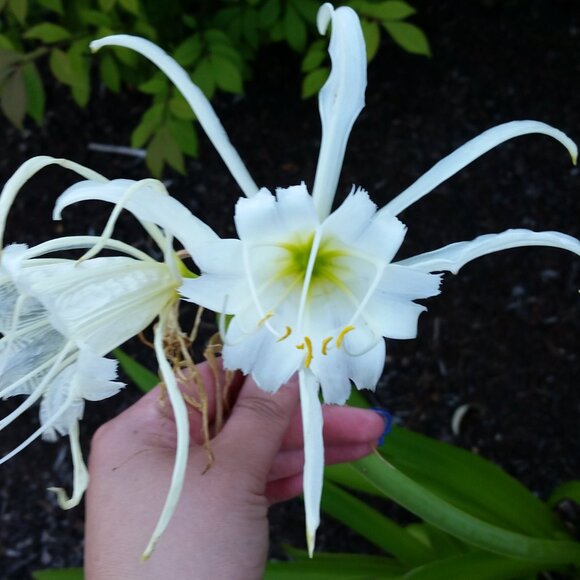 🎥📹📷 Live Show Notification! 📷📹🎥 - Picture 2 of 3